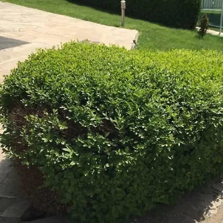 شقة Seaside سوزوبول